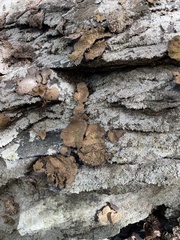 Lasallia pensylvanica