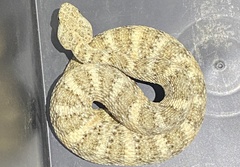 Crotalus pyrrhus