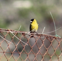 Spinus barbatus
