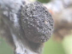 Disholcaspis eldoradensis