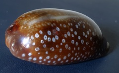 Macrocypraea cervinetta