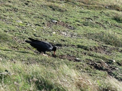 Pyrrhocorax pyrrhocorax pyrrhocorax