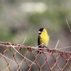 Spinus barbatus