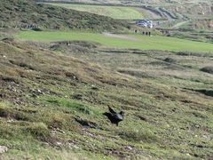 Pyrrhocorax pyrrhocorax pyrrhocorax