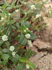 Gomphrena celosioides