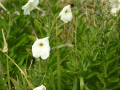 Petunia axillaris