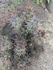 Corynopuntia invicta