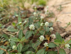 Gomphrena celosioides