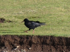 Pyrrhocorax pyrrhocorax pyrrhocorax