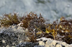 Psilophycus alveatus