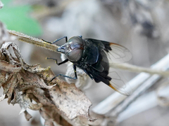 Copestylum violaceum