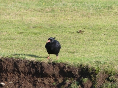 Pyrrhocorax pyrrhocorax pyrrhocorax