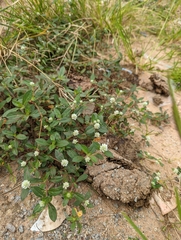 Gomphrena celosioides