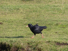Pyrrhocorax pyrrhocorax pyrrhocorax