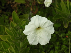 Petunia axillaris