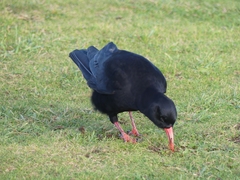 Pyrrhocorax pyrrhocorax pyrrhocorax