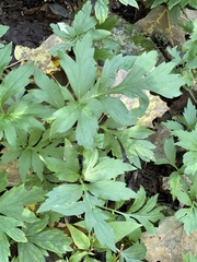 Rudbeckia laciniata
