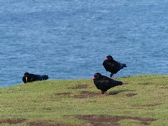 Pyrrhocorax pyrrhocorax pyrrhocorax