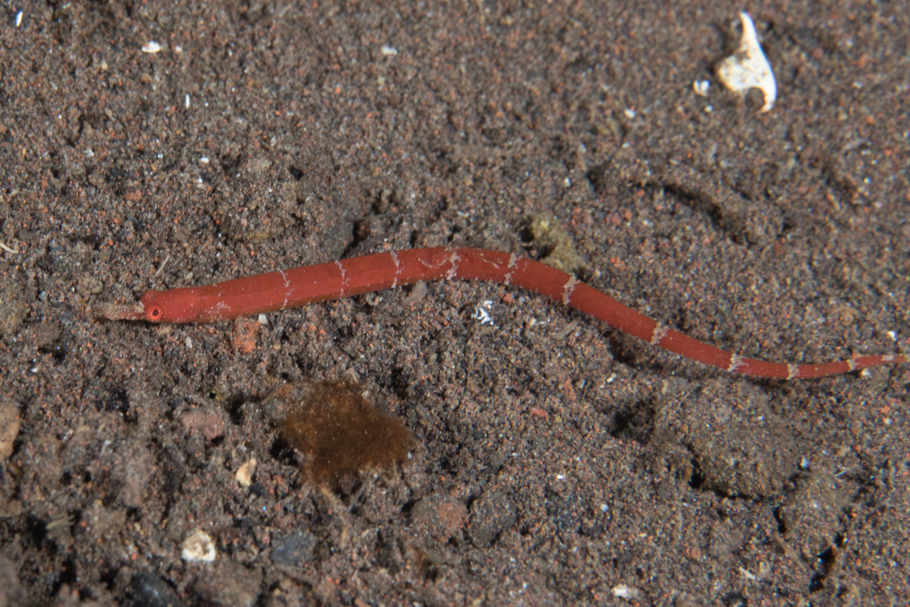 Maxweber's Pipefish
