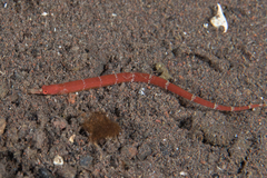 Cosmocampus maxweberi