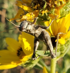 Campylacantha olivacea
