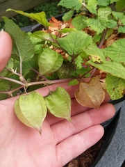 Physalis cordata