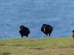 Pyrrhocorax pyrrhocorax pyrrhocorax