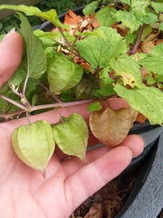 Physalis cordata