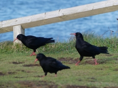 Pyrrhocorax pyrrhocorax pyrrhocorax