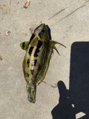 Heteroscarus acroptilus