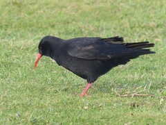 Pyrrhocorax pyrrhocorax pyrrhocorax