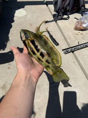 Heteroscarus acroptilus