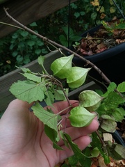Physalis cordata