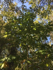 Magnolia macrophylla