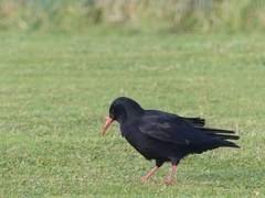 Pyrrhocorax pyrrhocorax pyrrhocorax