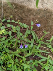 Torenia