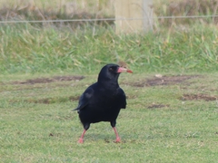 Pyrrhocorax pyrrhocorax pyrrhocorax