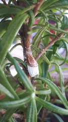 Icerya