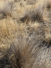 Pseudoroegneria spicata