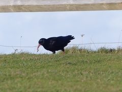 Pyrrhocorax pyrrhocorax pyrrhocorax