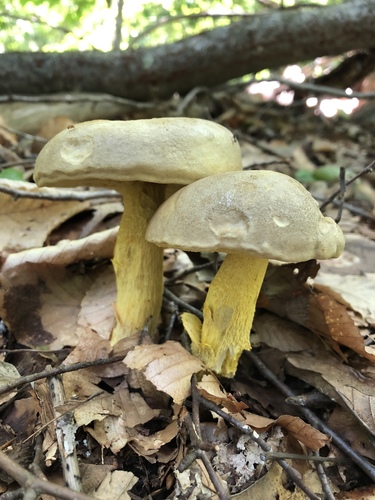 Ornate-stalked bolete