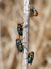 Cochliomyia