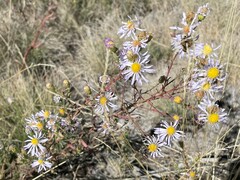 Symphyotrichum ascendens