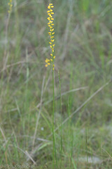Aletris aurea
