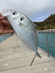 Pseudocaranx georgianus
