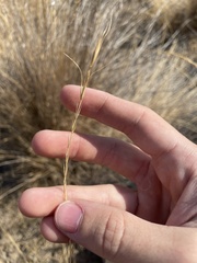 Pseudoroegneria spicata