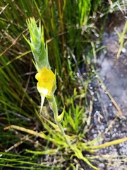 Philydrum lanuginosum