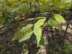 Carya laciniosa