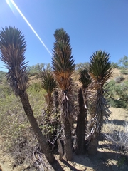 Yucca valida