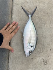 Pseudocaranx georgianus